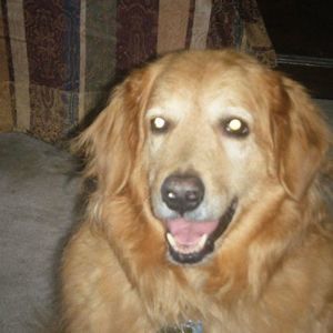 Meet your Posher, Boyd